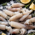 Fresh Small Squid (Tube Squid)